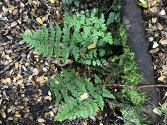 Asplenium bulbiferum