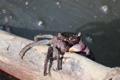 Episesarma palawanense