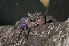 Episesarma palawanense