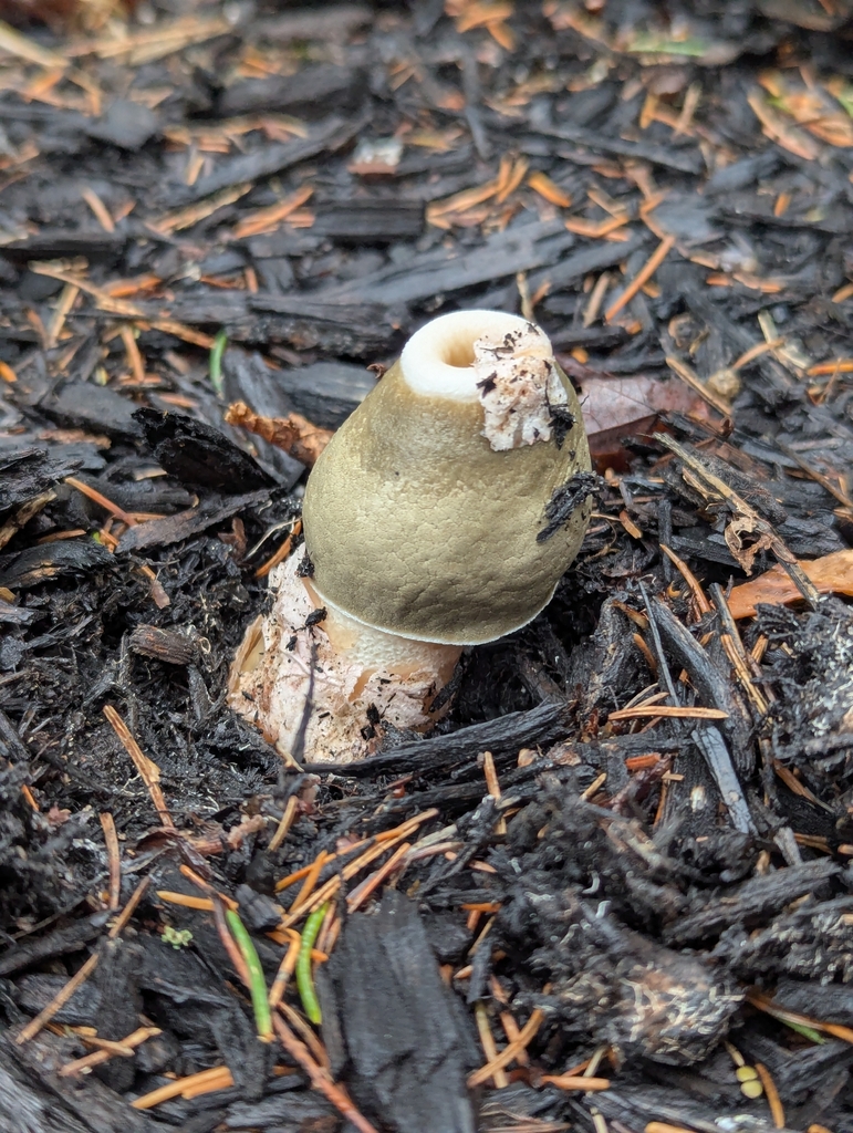 Phallus ravenelii · November 2025 · photo: © drewpalmer (iNaturalist, cc-by)