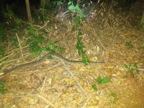 Coastal Carpet Python sighting