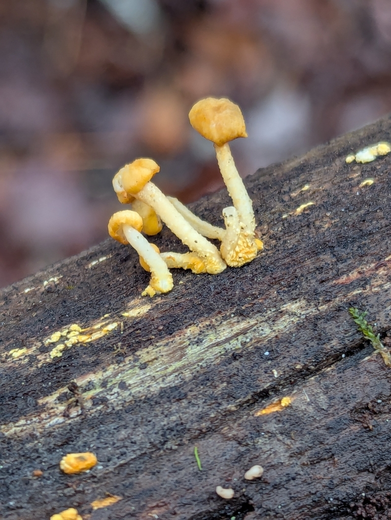 Cyptotrama chrysopepla