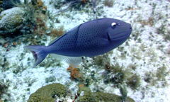 Xanthichthys ringens