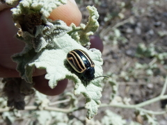 Calligrapha percheroni