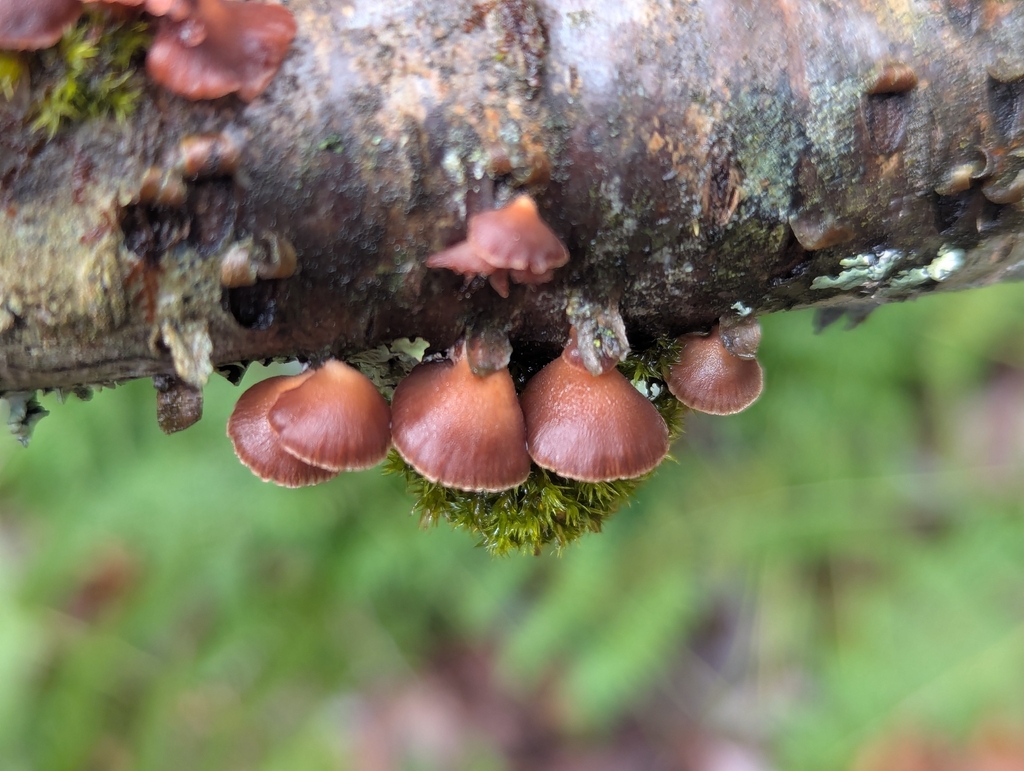 Scytinotus ringens · November 2025 · photo: © drewpalmer (iNaturalist, cc-by)