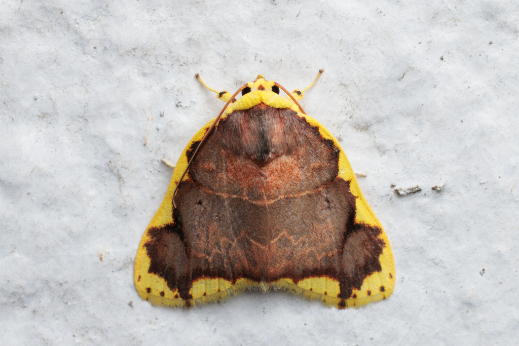 Chandica quadripennis