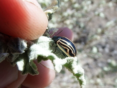 Calligrapha percheroni