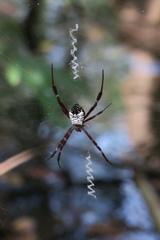 Argiope mangal