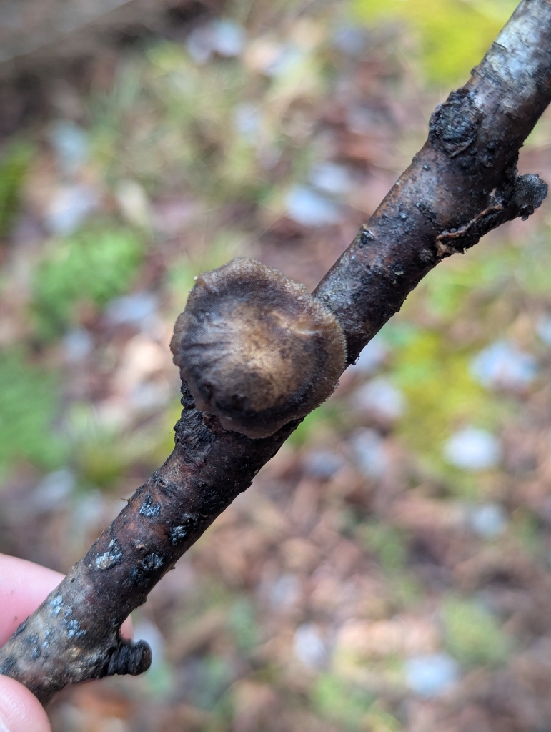 Lentinus brumalis · November 2025 · photo: © drewpalmer (iNaturalist, cc-by)