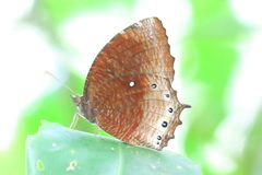 Elymnias panthera