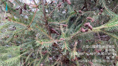 Taiwan spruce (Picea morrisonicola)
