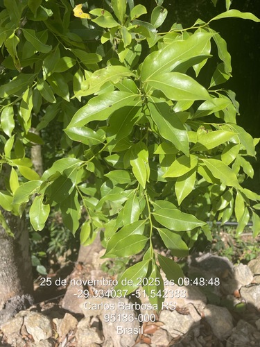 Java plum
