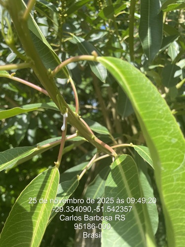 Sapium glandulosum