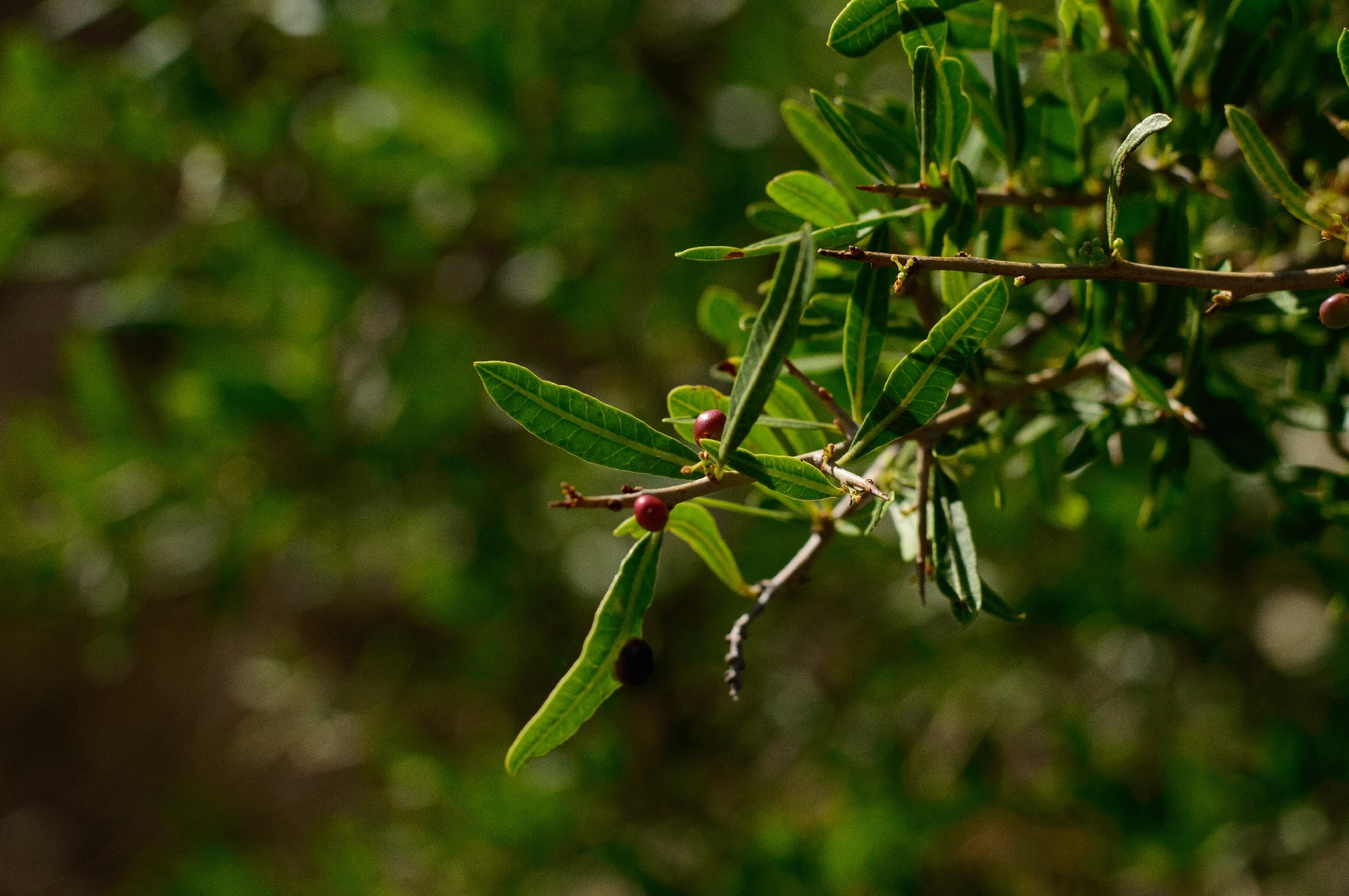 Schinus longifolia