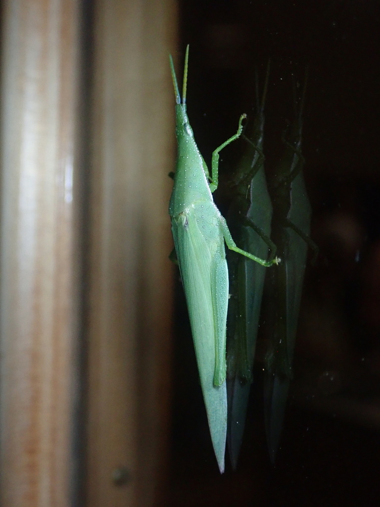 Northern Grass Pyrgomorph