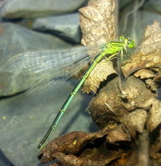 Paracercion hieroglyphicum