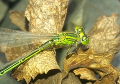 Paracercion hieroglyphicum