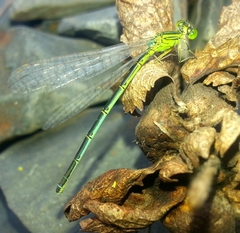 Paracercion hieroglyphicum