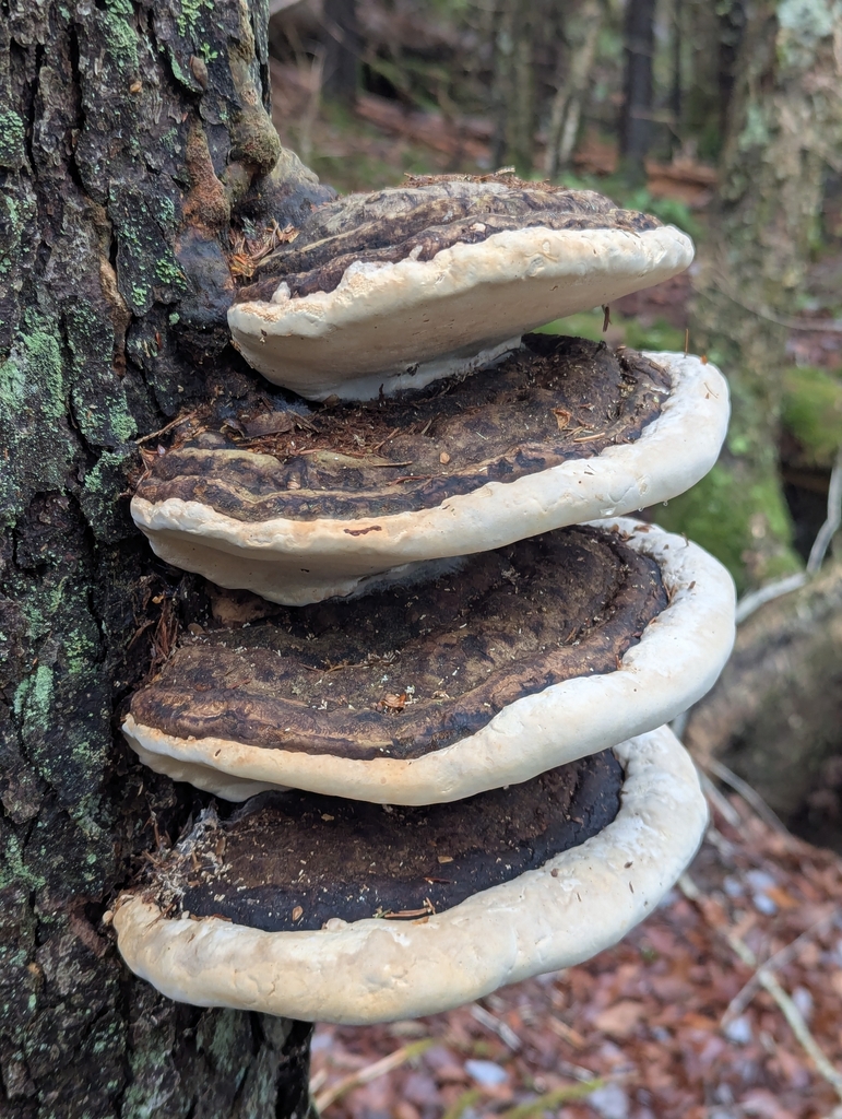 Fomitopsis ochracea · November 2025 · photo: © drewpalmer (iNaturalist, cc-by)