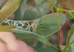 Australomisidia rosea