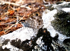 Lasiommata