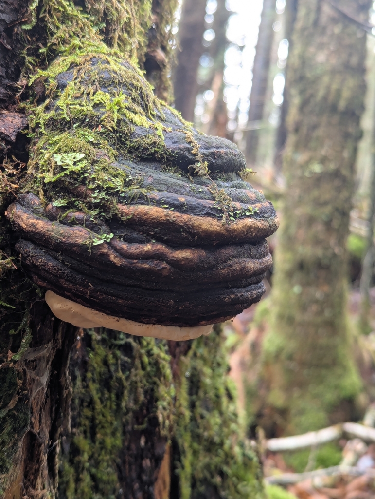Fomitopsis ochracea
