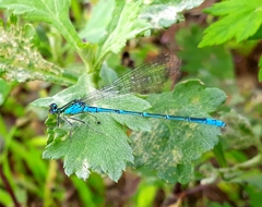 Paracercion v-nigrum