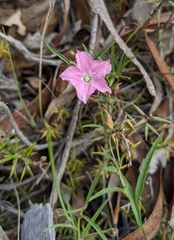 Convolvulus angustissimus