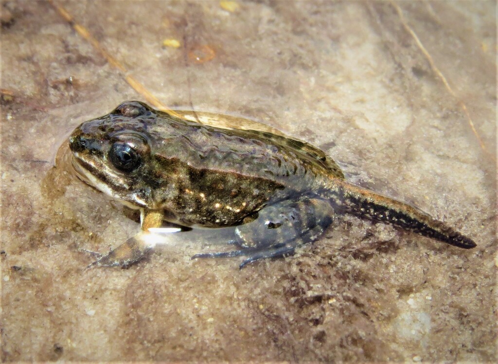 Goias White-lipped Frog