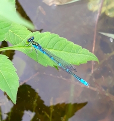 Paracercion v-nigrum