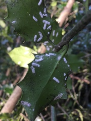 Pulvinaria floccifera