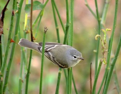 Southern Beardless-Tyrannulet photo 4