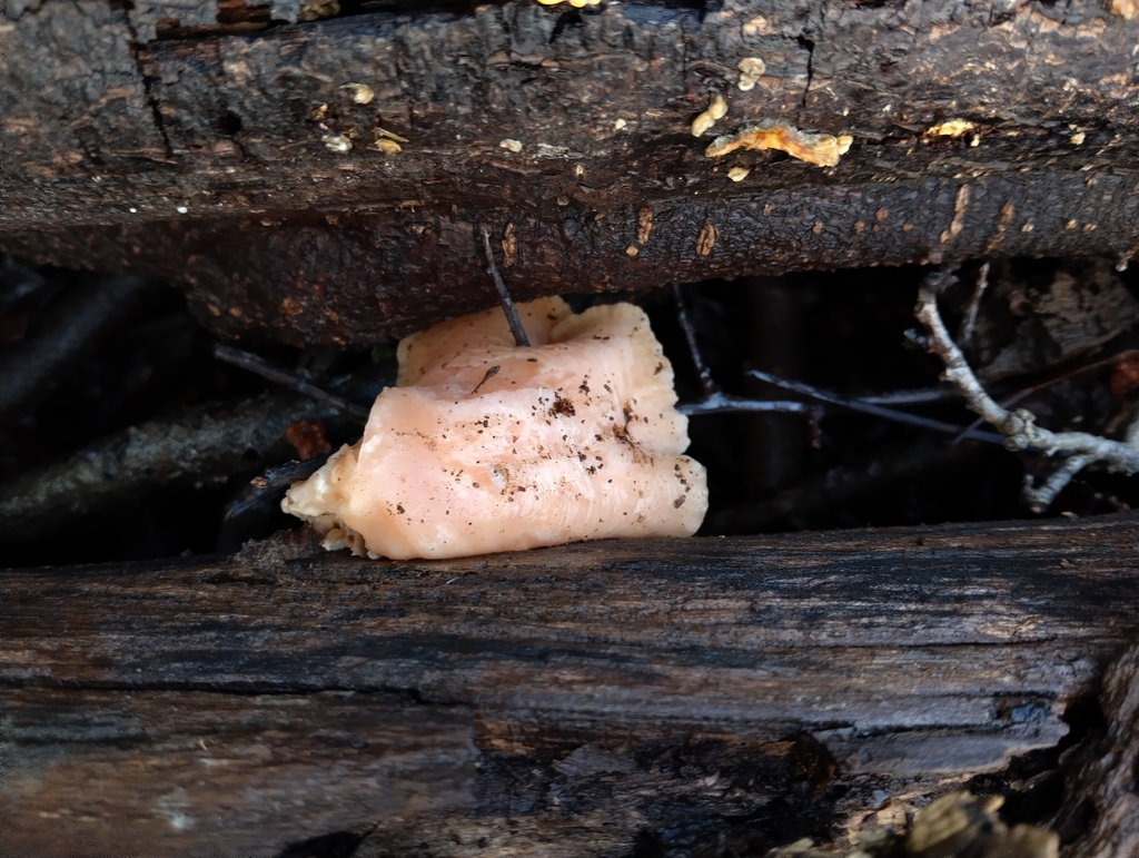 Rhodotus palmatus · November 2025 · photo: © ingridathomew5 (iNaturalist, cc0)