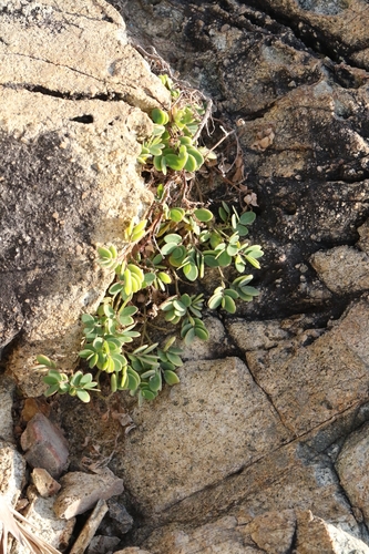 Synostemon bacciformis, 2025-11-25