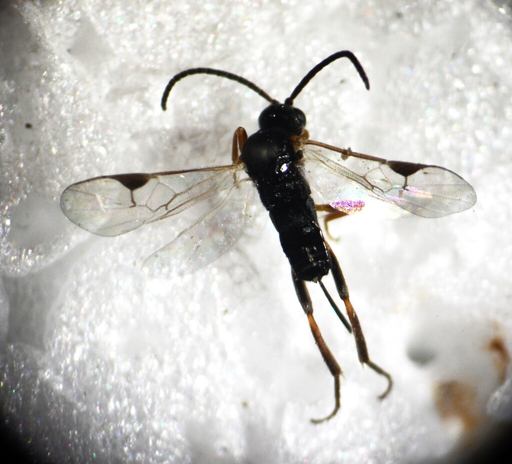 Apanteles obscurus