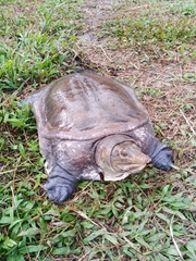 Amyda cartilaginea