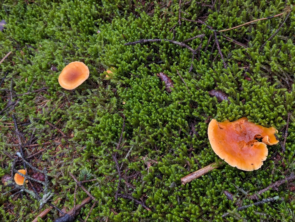 Hygrophoropsis aurantiaca · November 2025 · photo: © drewpalmer (iNaturalist, cc-by)