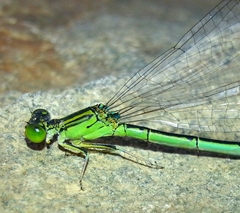 Paracercion hieroglyphicum