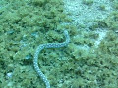 Myrichthys breviceps