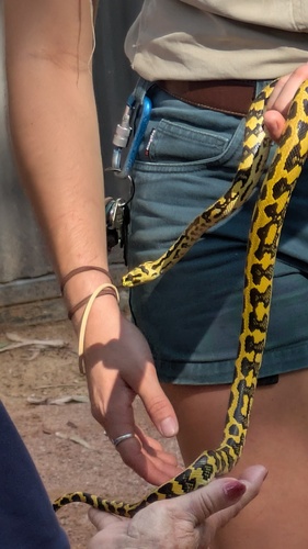 Jungle Carpet Python sighting