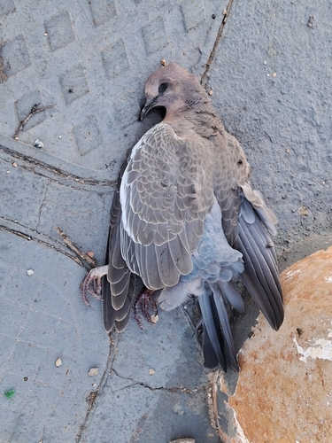 Picazuro Pigeon