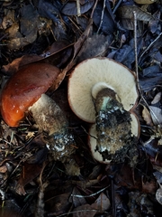 Leccinum manzanitae
