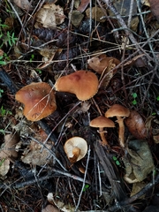 Cystoderma carcharias fallax