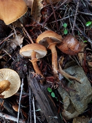 Cystoderma carcharias fallax