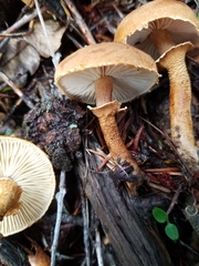 Cystoderma carcharias fallax