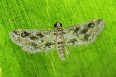Parapoynx diminutalis