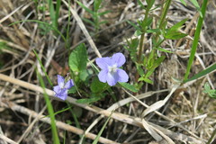 Rostratae