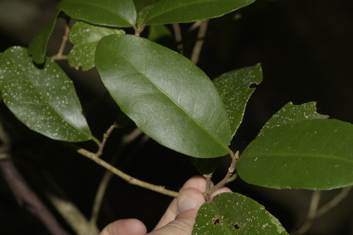 Croton acronychioides, 2025-11-21