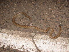 Arizona elegans eburnata