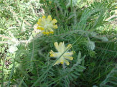 Astragalus dasyanthus